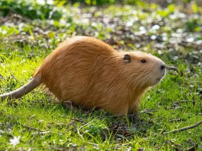Celodenní vstup do Farmaparku Soběhrdy