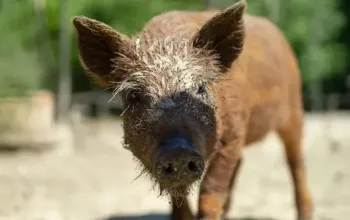 Celodenní vstup do Farmaparku Soběhrdy