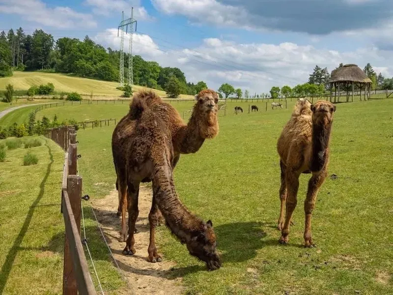 Celodenní vstup do Farmaparku Soběhrdy
