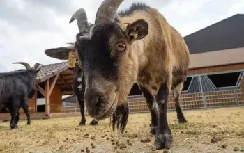 Celodenní vstup do Farmaparku Soběhrdy