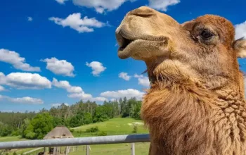 Celodenní vstup do Farmaparku Soběhrdy