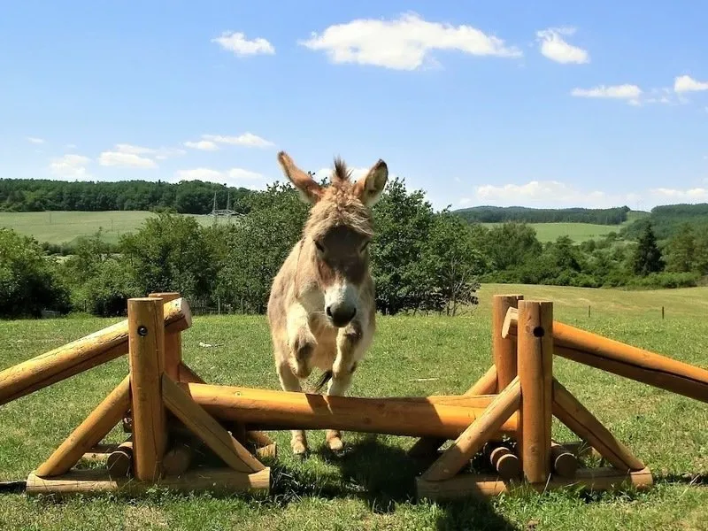 Rodinná exkurze na farmě