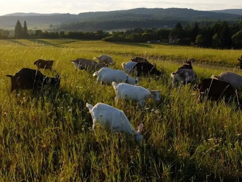 Rodinná exkurze na farmě
