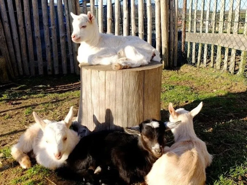 Rodinná exkurze na farmě