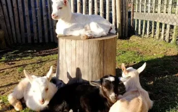 Rodinná exkurze na farmě
