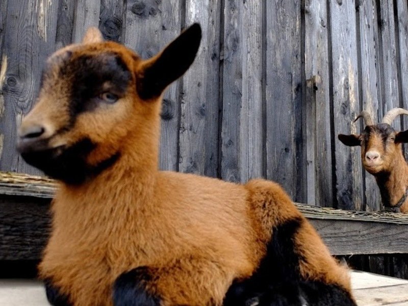 Rodinná exkurze na farmě