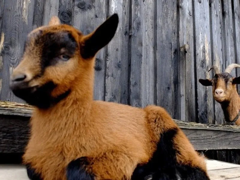Rodinná exkurze na farmě