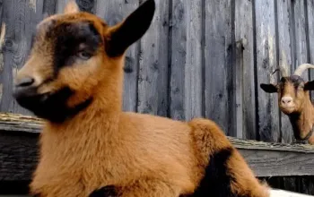 Rodinná exkurze na farmě