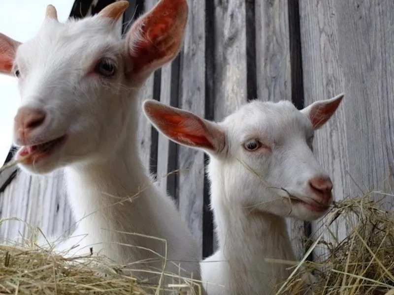 Rodinná exkurze na farmě