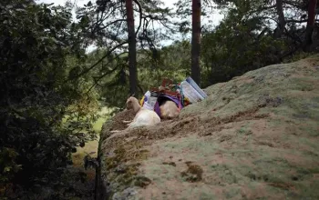 Procházka, výprava či piknik s kozou Procházka, výprava či piknik s kozou – dárek a zážitek