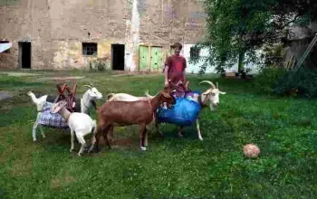 Procházka, výprava či piknik s kozou