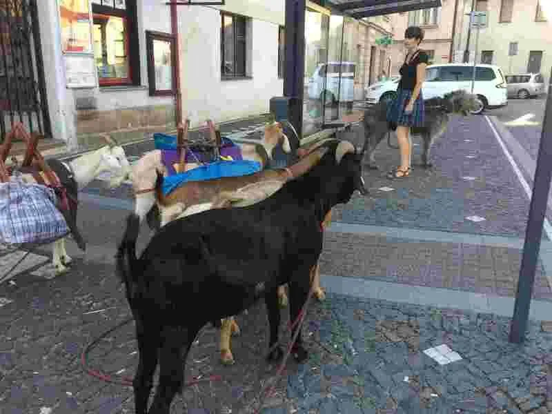 Procházka, výprava či piknik s kozou