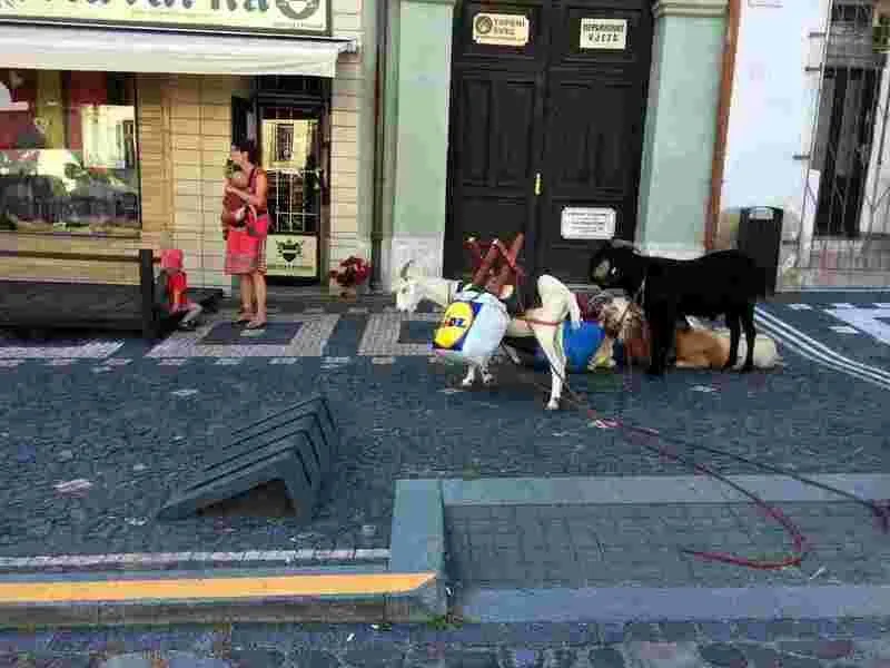 Procházka, výprava či piknik s kozou