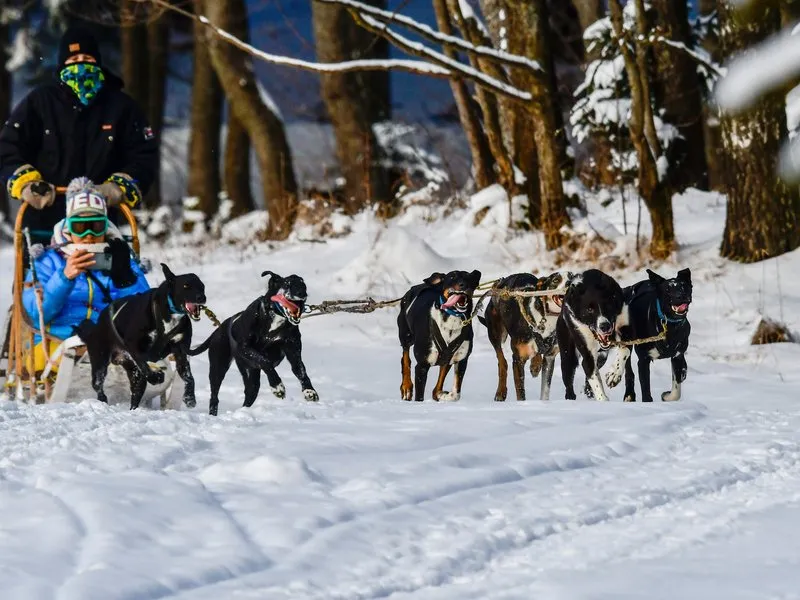 Mushing - jízda se psím spřežením