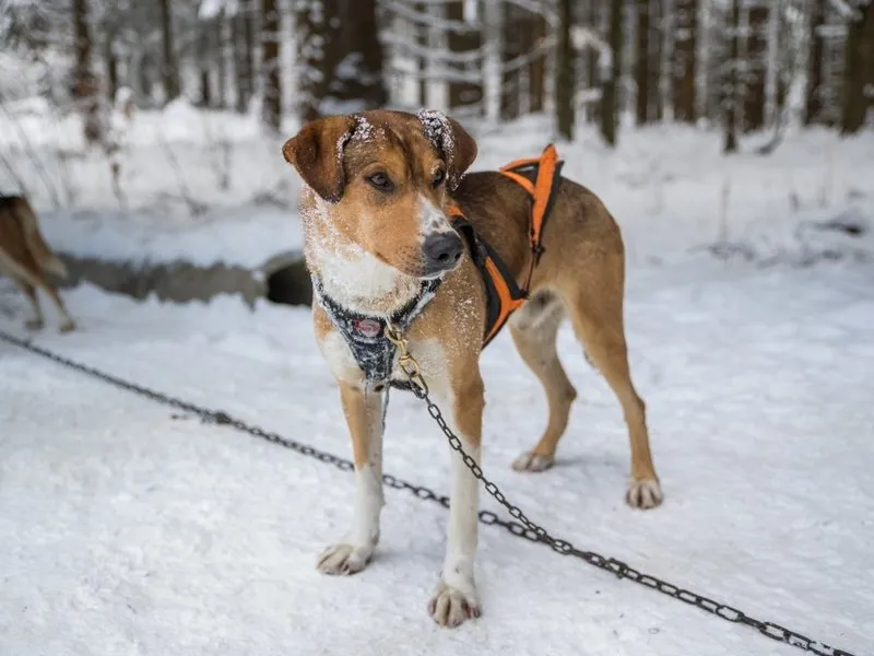 Mushing - jízda se psím spřežením