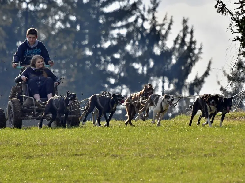 Mushing - jízda se psím spřežením