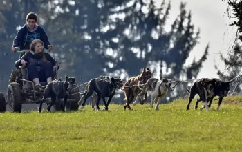 Mushing - jízda se psím spřežením