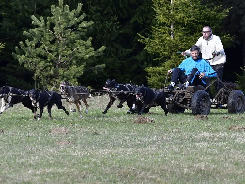 Mushing - jízda se psím spřežením