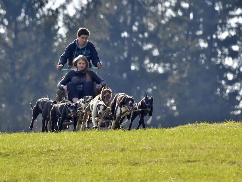 Mushing - jízda se psím spřežením