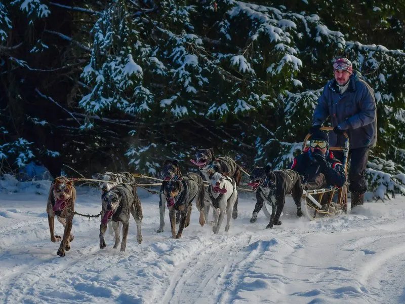 Mushing - jízda se psím spřežením