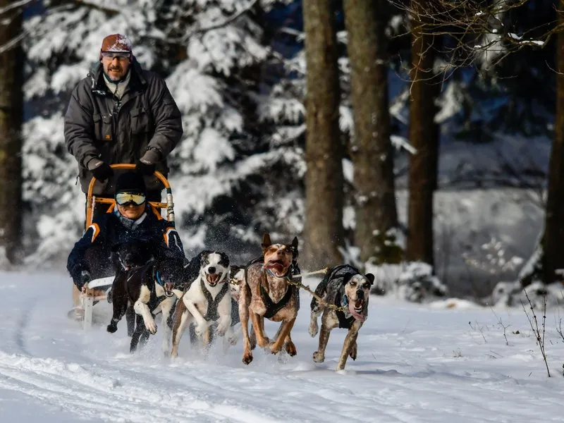 Mushing - jízda se psím spřežením