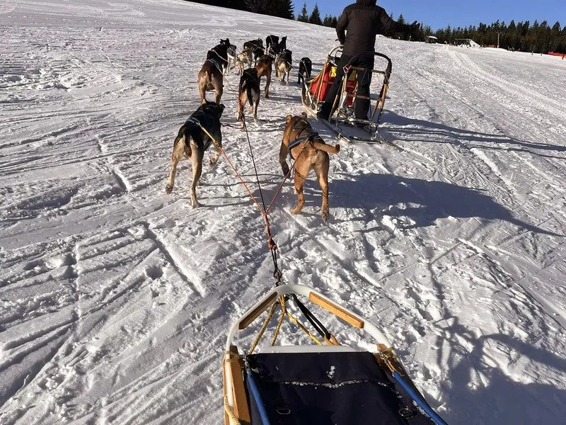 Mushing - jízda se psím spřežením