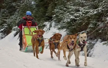 Mushing - jízda se psím spřežením