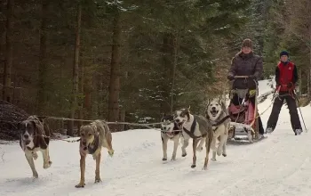 Mushing - jízda se psím spřežením