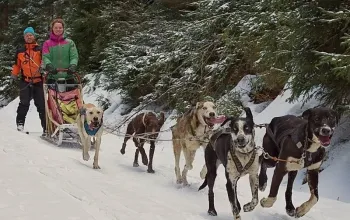 Mushing - jízda se psím spřežením