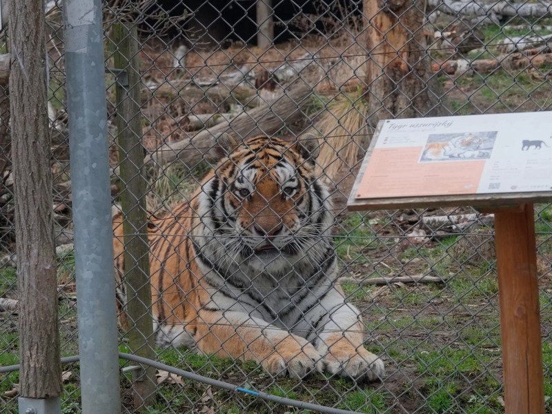 Ošetřovatelem v zoo na jeden den + nocování | zážitkový poukaz