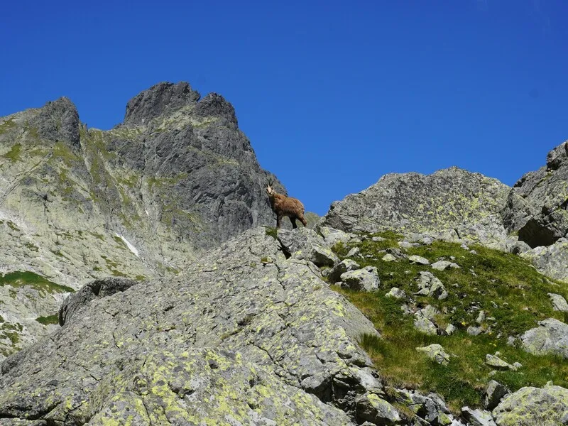 Vysoké Tatry: Výstup na Svišťový štít s horským průvodcem
