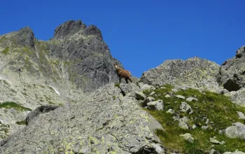 Vysoké Tatry: Výstup na Svišťový štít s horským průvodcem