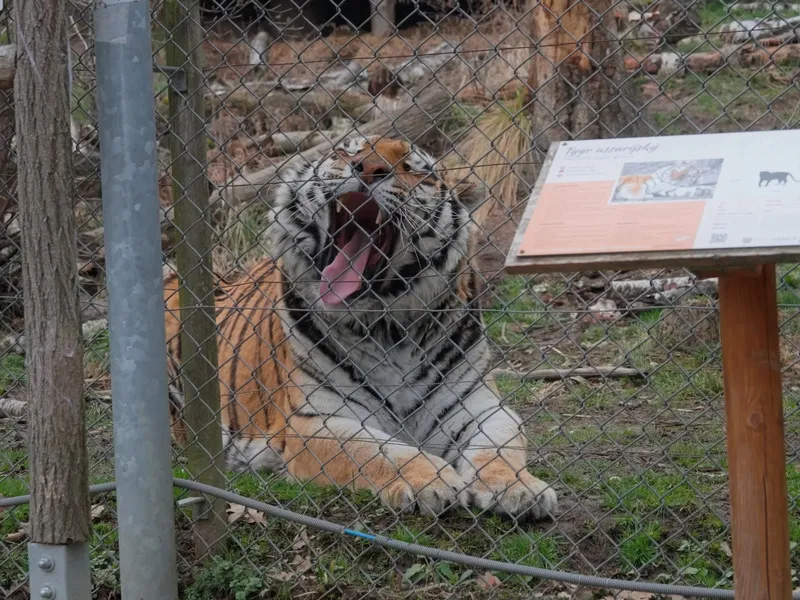 Ošetřovatelem v zoo na jeden den + nocování | zážitkový poukaz
