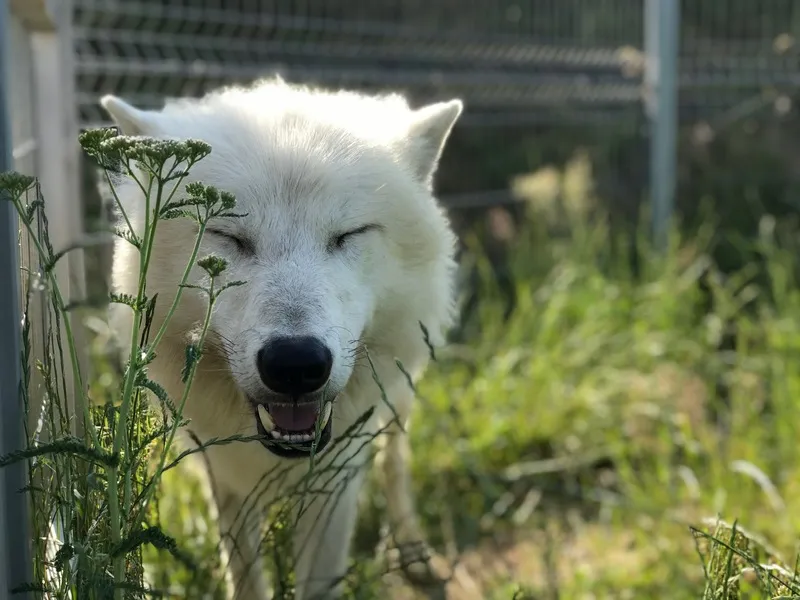 Ošetřovatelem v zoo na jeden den + nocování | zážitkový poukaz