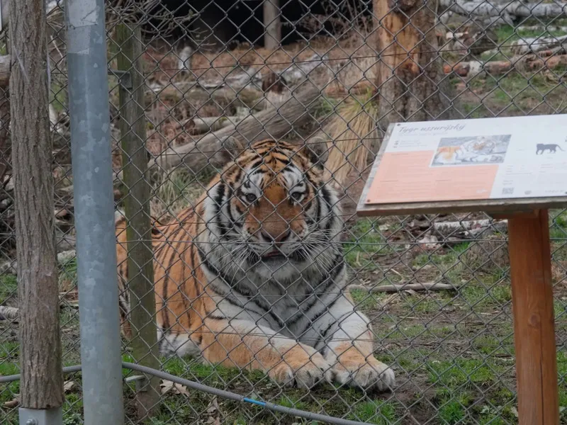 Ošetřovatelem v zoo na jeden den + nocování | zážitkový poukaz