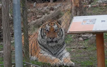 Ošetřovatelem v zoo na jeden den + nocování | zážitkový poukaz