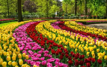 Květinový park Keukenhof s návštěvou Amsterdamu