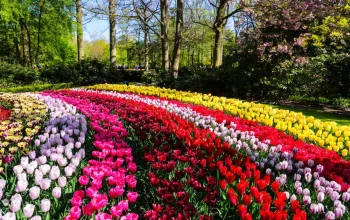 Květinový park Keukenhof s návštěvou Amsterdamu
