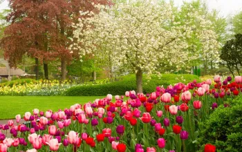Květinový park Keukenhof s návštěvou Amsterdamu