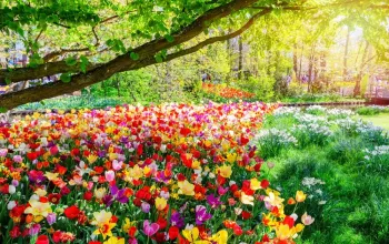 Květinový park Keukenhof s návštěvou Amsterdamu