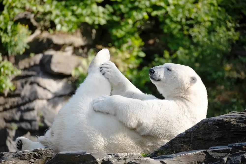 Delfinárium a ZOO v Norimberku