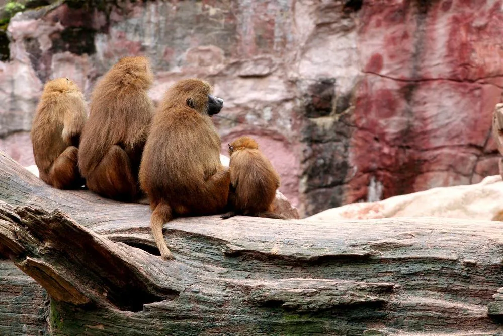 Delfinárium a ZOO v Norimberku