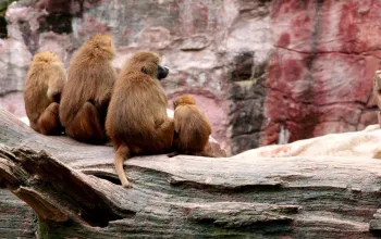 Delfinárium a ZOO v Norimberku