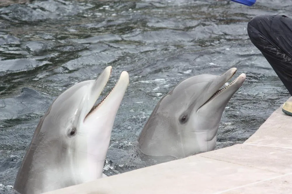 Delfinárium a ZOO v Norimberku