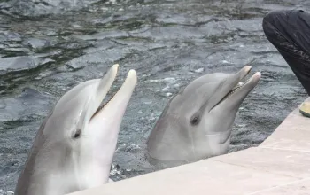 Delfinárium a ZOO v Norimberku