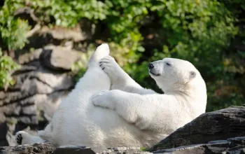 Delfinárium a ZOO v Norimberku