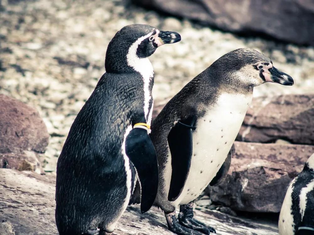 Delfinárium a ZOO v Norimberku