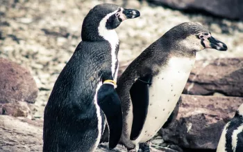 Delfinárium a ZOO v Norimberku