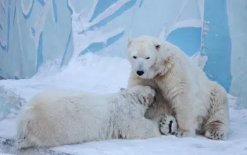 Delfinárium a ZOO v Norimberku