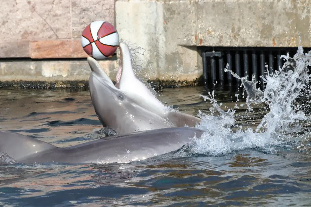 Delfinárium a ZOO v Norimberku